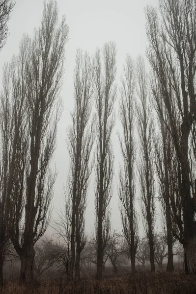 Μια Όμορφη Φωτογραφία Των Δέντρων Στο Πάρκο Άνοιξη — Φωτογραφία Αρχείου
