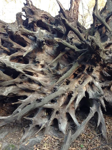 Дерево Корни Лесу Закрыть — стоковое фото