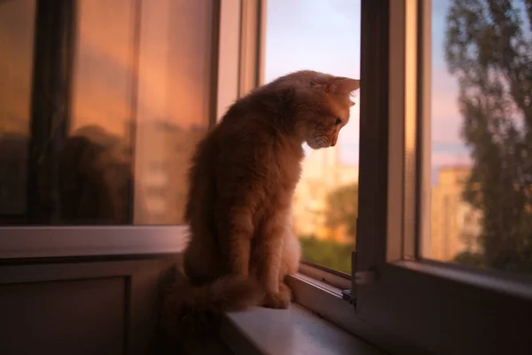 Gato Doméstico Bonito Casa Dentro Casa — Fotografia de Stock