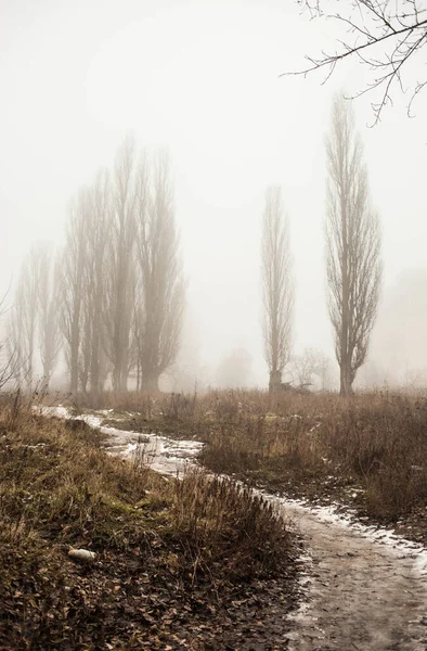 Una Bella Foto Alberi Nel Parco Primaverile — Foto Stock