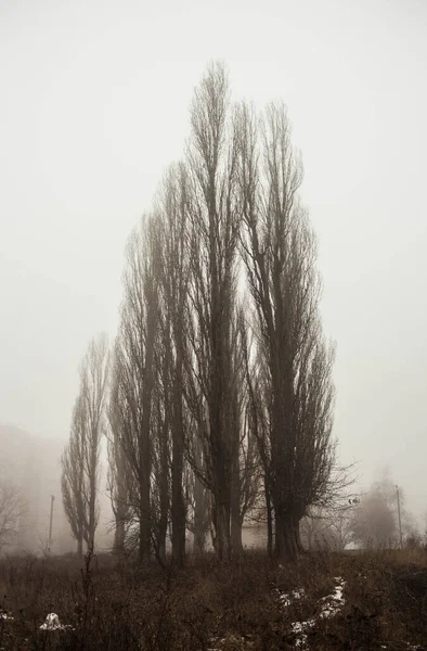 Una Bella Foto Alberi Nel Parco Primaverile — Foto Stock