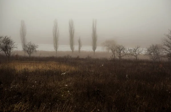 Una Bella Foto Alberi Nel Parco Primaverile — Foto Stock