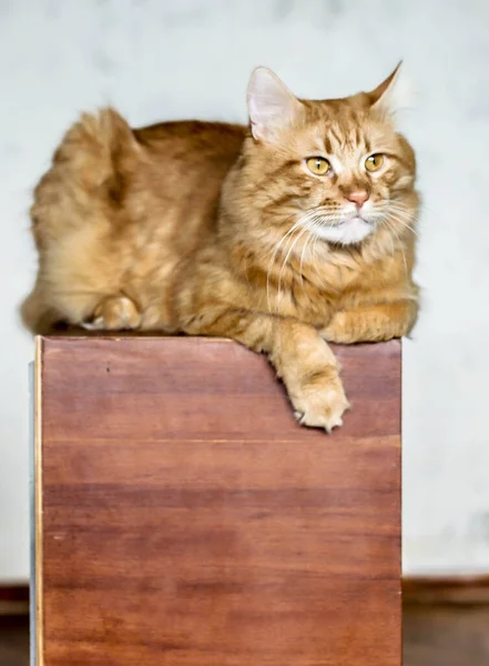 Cute Domestic Cat Home Indoors — Stock Photo, Image