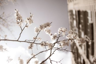 İlkbaharda çiçekli güzel ağaç dalları 