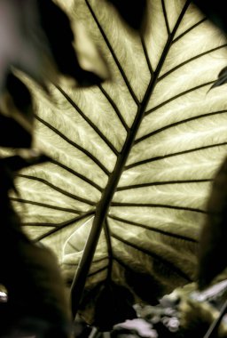 Parkta taze yaprağın yakın plan çekimi.