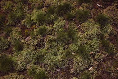 Parkta büyüyen bitkilerin yakın plan çekimi