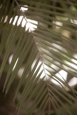 Parkta taze palmiye yaprağının yakın plan çekimi.