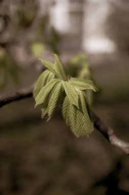 İlkbaharda güzel kestane ağacı dalları 