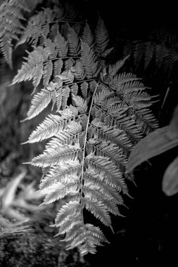 Parkta taze yaprağın yakın plan çekimi.