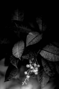 Parkta taze yaprakların yakın plan çekimi.