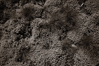 Parkta büyüyen bitkilerin yakın plan çekimi