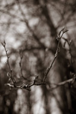 Baharda güzel ağaç dalları 