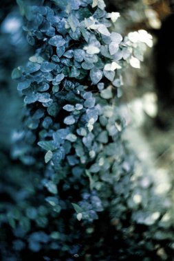 Parkta taze yaprakların yakın plan çekimi.