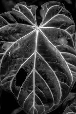 Parkta taze yaprağın yakın plan çekimi.