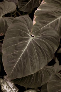 Parkta taze yaprakların yakın plan çekimi.