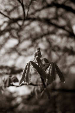 İlkbaharda güzel kestane ağacı dalları 