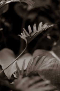 Parkta taze yaprakların yakın plan çekimi.