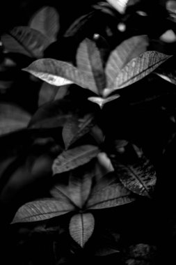 Parkta taze yaprakların yakın plan çekimi.