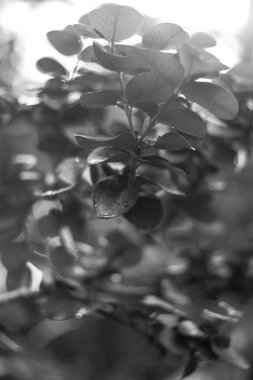 Parkta taze yaprakların yakın plan çekimi.