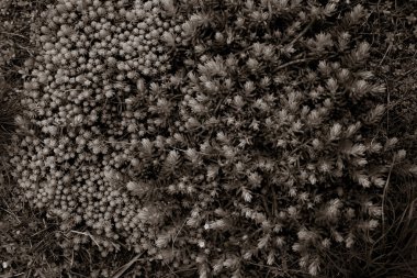 Parkta büyüyen bitkilerin yakın plan çekimi