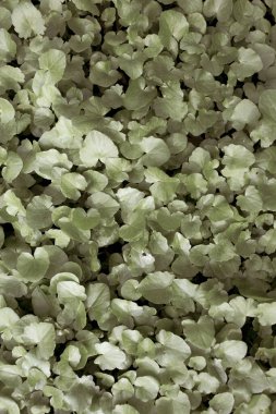 Parkta taze yaprakların yakın plan çekimi.