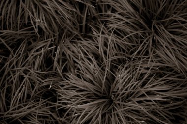 Çimenlerin soyut arkaplanı