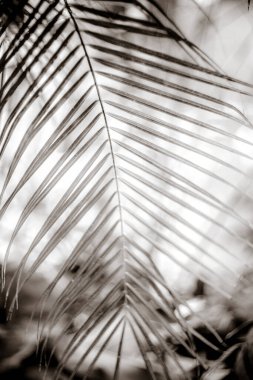 Parkta taze palmiye yaprağının yakın plan çekimi.