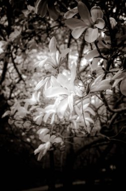 Baharda güzel manolya dalları 