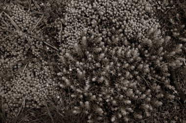 Parkta büyüyen bitkilerin yakın plan çekimi