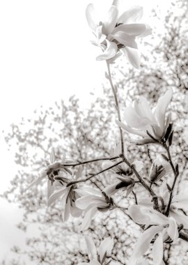 Baharda güzel manolya dalları 