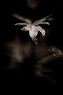 Parkta taze yaprağın yakın plan çekimi.