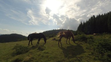 Otlaktaki genç atlar.
