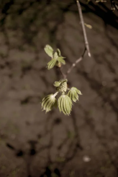 Beautiful Chestnut Tree Branches Spring — Stock Photo, Image