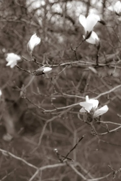 春には美しいマグノリアの枝が — ストック写真