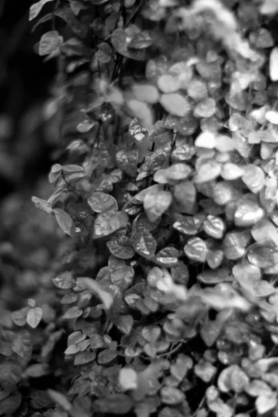 Närbild Skott Färska Blad Parken — Stockfoto