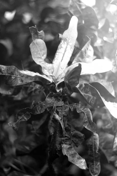 Close Shot Fresh Leaves Park — Stock Photo, Image