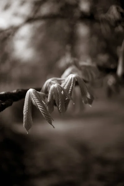 Bellissimi Rami Castagno Primavera — Foto Stock