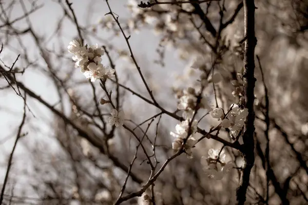 Piękne Gałęzie Drzew Kwiatami Wiosnę — Zdjęcie stockowe