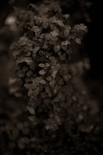 Κοντινό Πλάνο Φρέσκα Φύλλα Στο Πάρκο — Φωτογραφία Αρχείου