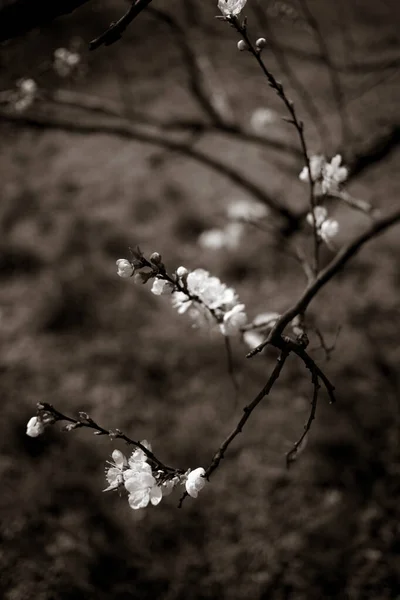 Schöne Äste Mit Blüten Frühling — Stockfoto