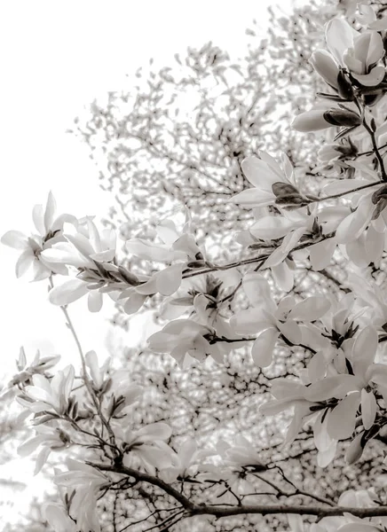 Piękne Gałęzie Magnolii Wiosną — Zdjęcie stockowe