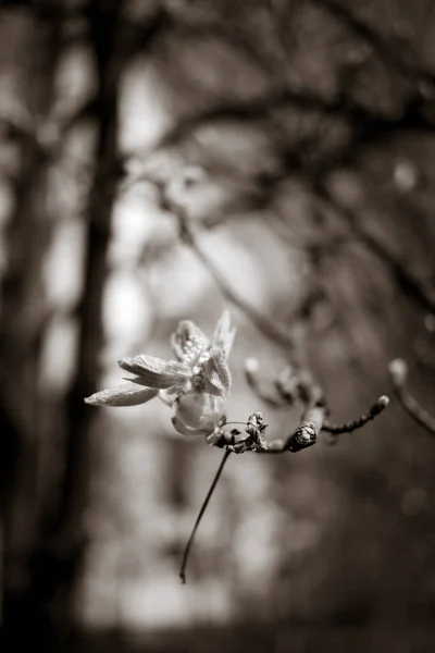 Bellissimi Rami Castagno Primavera — Foto Stock