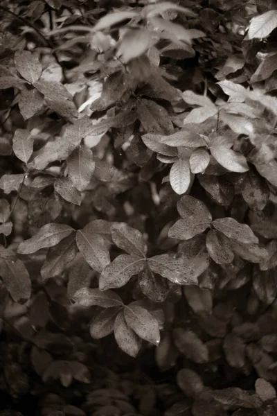 Närbild Skott Färska Blad Parken — Stockfoto