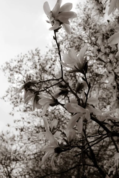 Schöne Magnolienzweige Frühling — Stockfoto