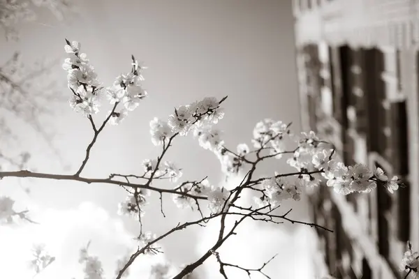 Belles Branches Arbres Avec Des Fleurs Printemps — Photo