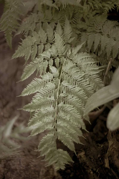 Närbild Skott Färska Blad Parken — Stockfoto