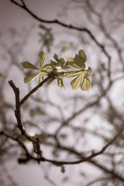 春の美しい栗の木の枝 — ストック写真