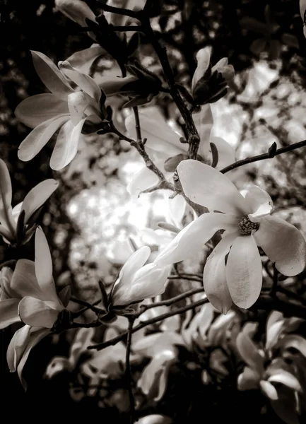 Beautiful Magnolia Branches Spring — Stock Photo, Image