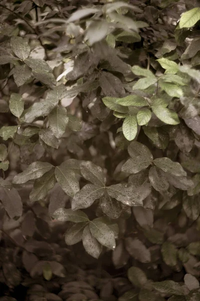 Närbild Skott Färska Blad Parken — Stockfoto