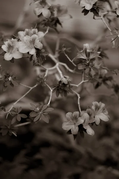 Κοντινό Πλάνο Φρέσκα Λουλούδια Και Φύλλα Στο Πάρκο — Φωτογραφία Αρχείου
